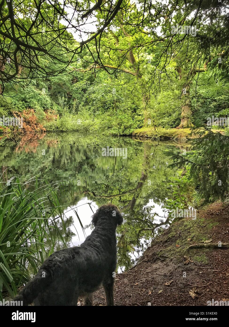 Schwarze Labradoodle Hund sieht über einem kleinen See am Grün der Bäume im Wasser gespiegelt - Smartphone-aufgenommenes Stockfoto
