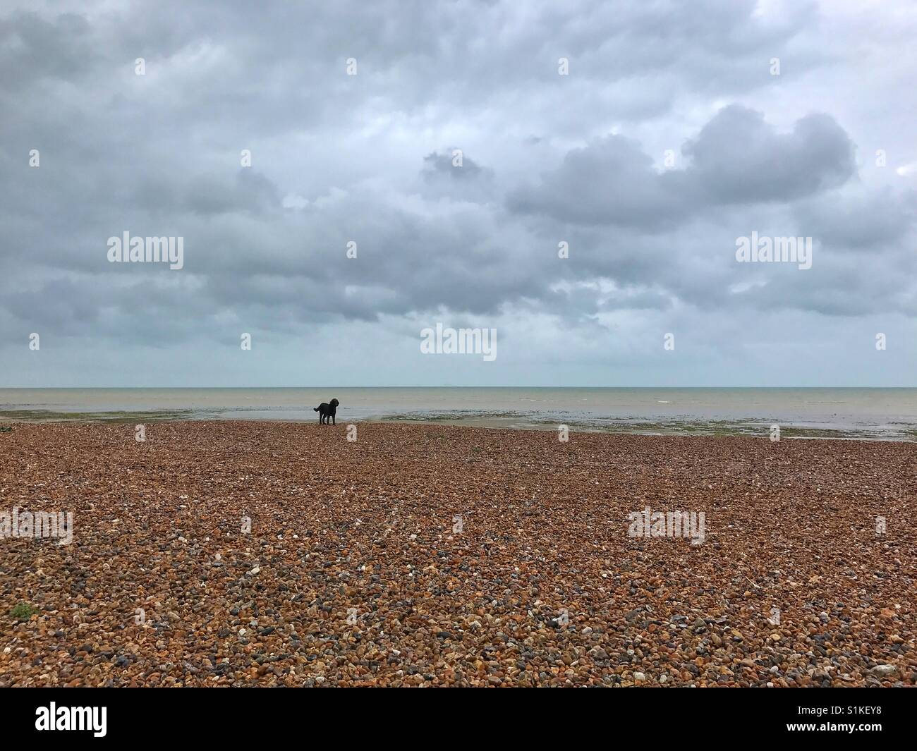 Einsame schwarze Hund auf einem großen Pebble Beach - Smartphone-aufgenommenes Stockfoto