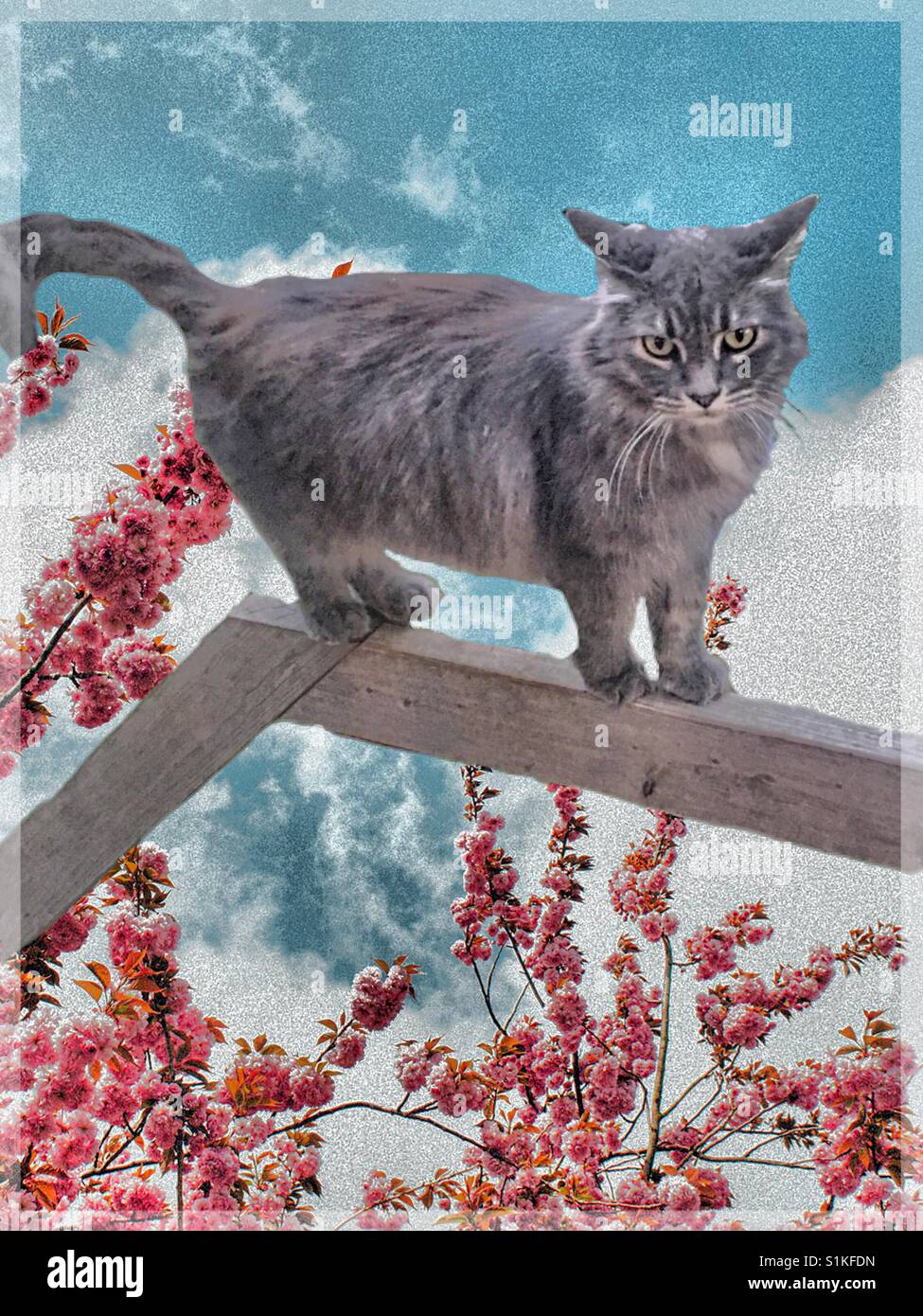 Lange graue Haare Katze auf einer Schiene mit bunten Baum unten Stockfoto