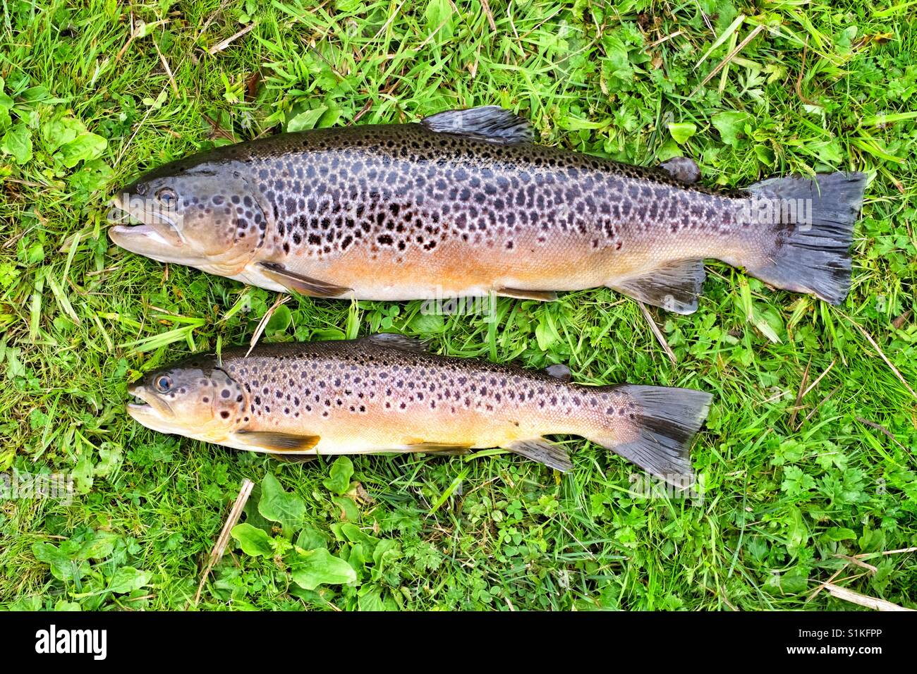 Die bachforelle -Fotos und -Bildmaterial in hoher Auflösung – Alamy Die bachforelle -Fotos und -Bildmaterial in hoher Auflösung – Alamy