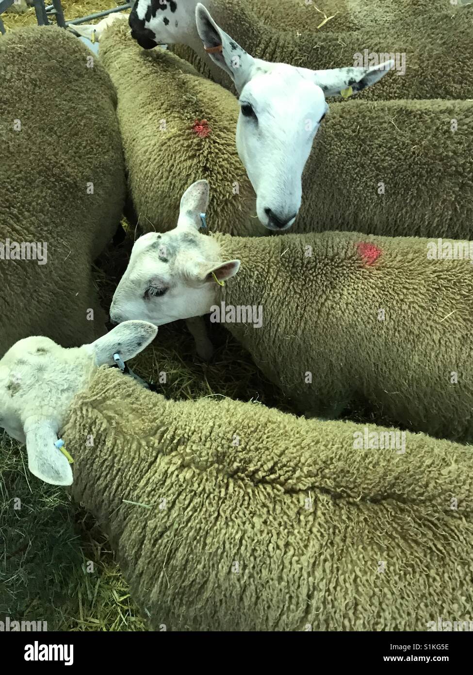 Schafe in einen Stift erwarten die Richter auf der Royal Welsh Show Stockfoto