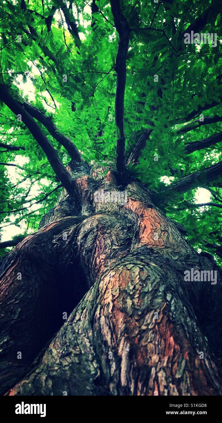 Schöne Bäume - Smartphone-aufgenommenes Stockfoto