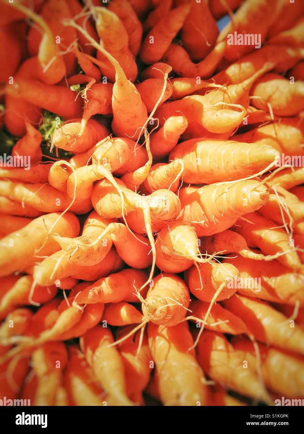 Große helle frische Karotten am Bauernhof Markt, British Columbia, Kanada. Stockfoto