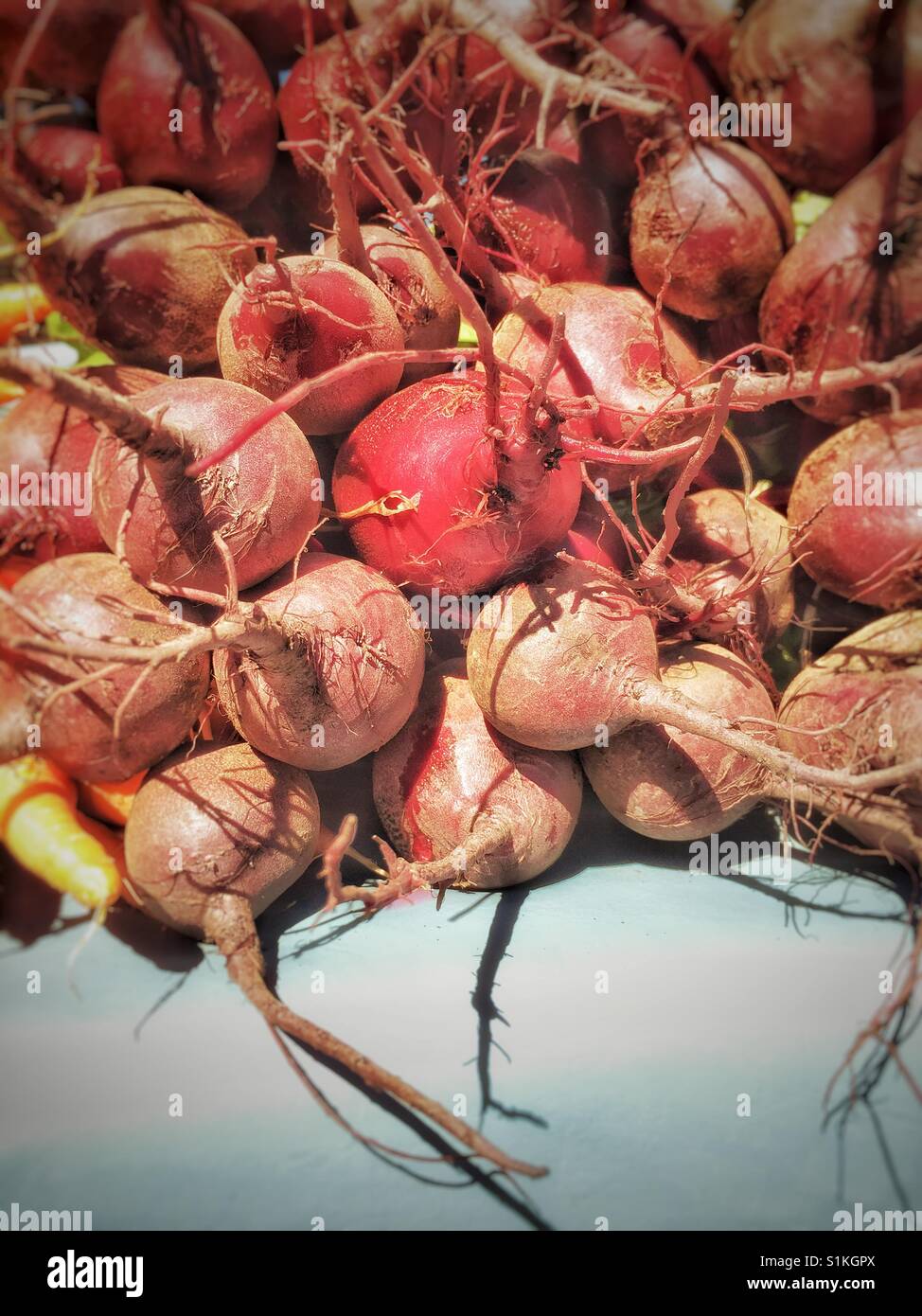 Frische lokal angebauten Rüben auf einer Farm Markt, British Columbia, Kanada. - Smartphone-aufgenommenes Stockfoto