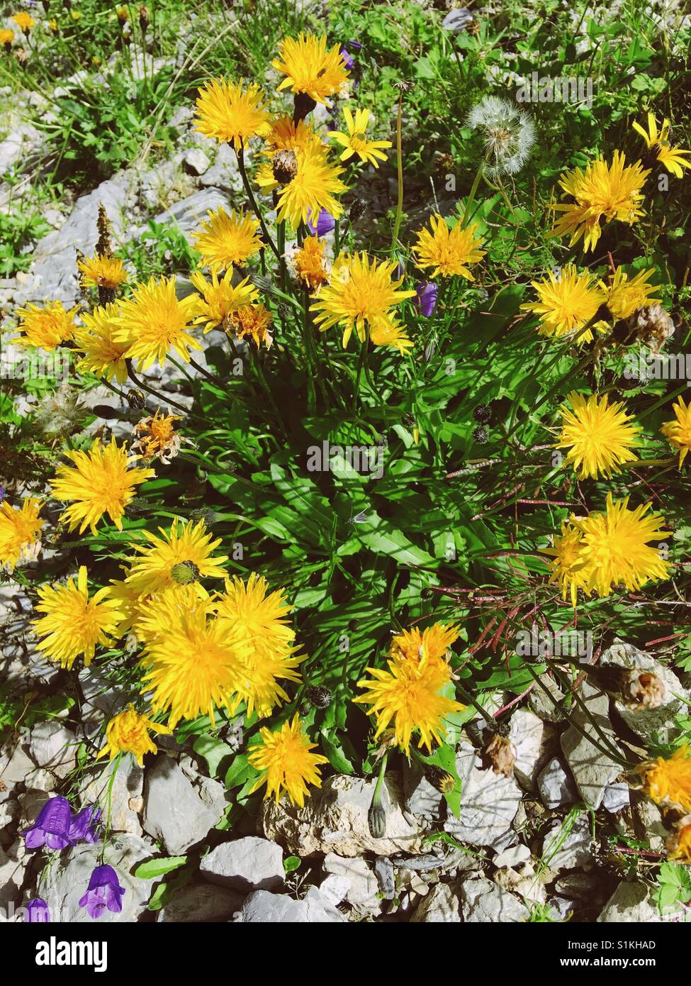Crepis Biennis an den Hängen des Berges deutschen Nebelhorn Stockfoto
