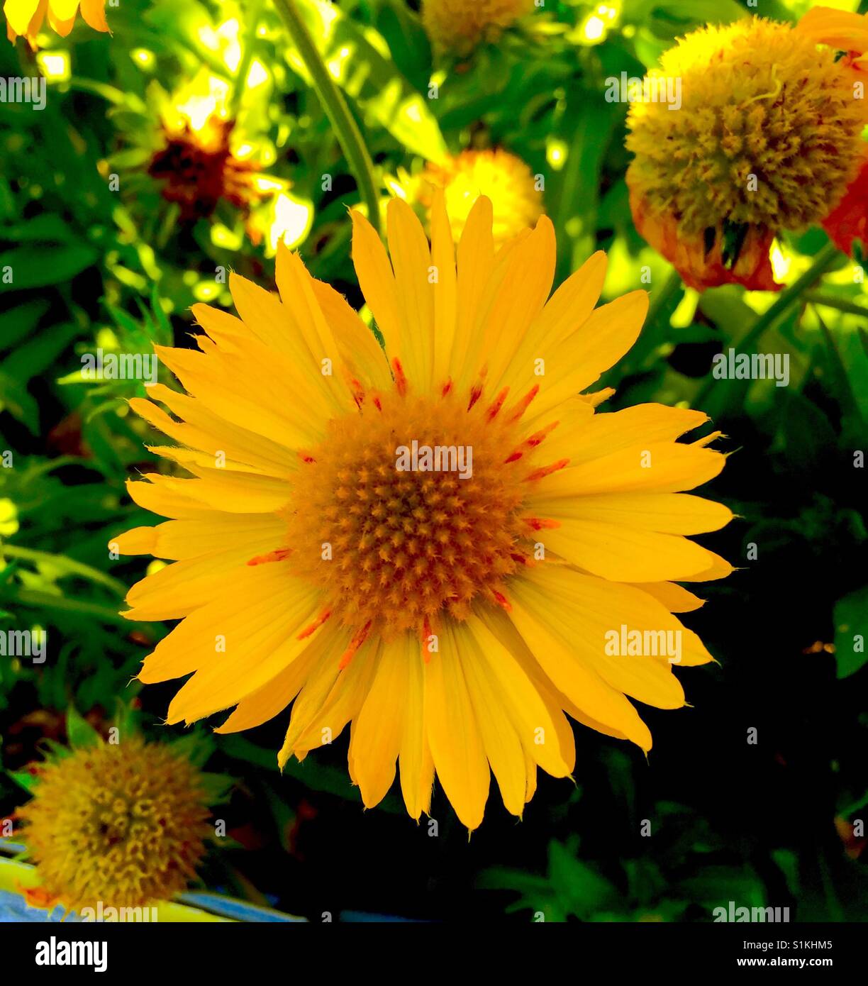 Gelbe Decke Blume, Gaillardia Grandiflora, Stockfoto