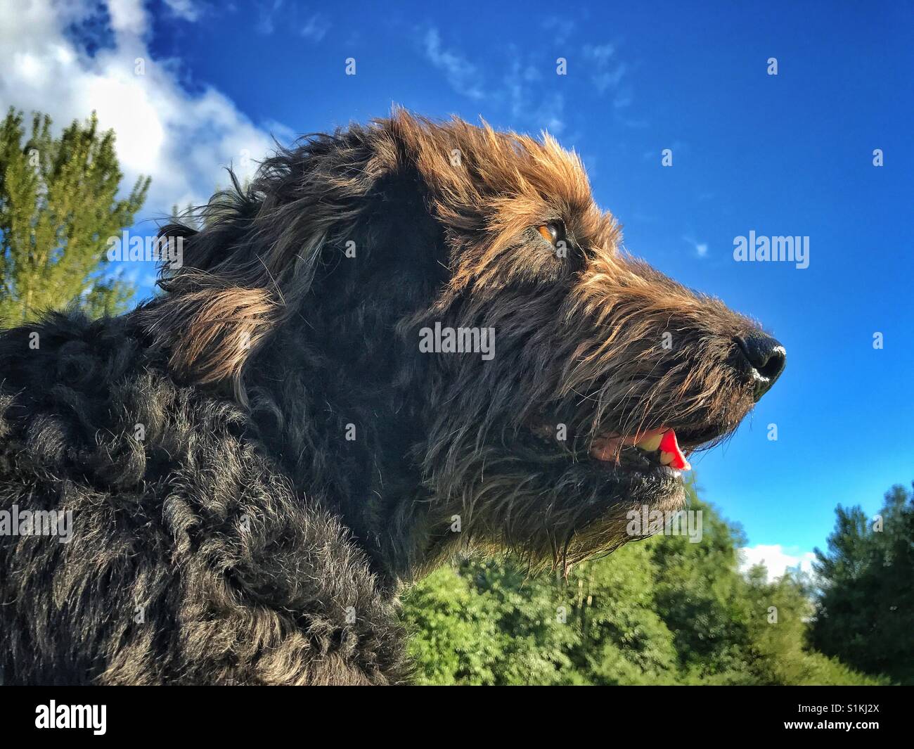 Niedrige Sicht der einen schwarzen Labradoodle Hund bei Sonnenuntergang sitzen in einem Feld mit Blick auf den wind Stockfoto