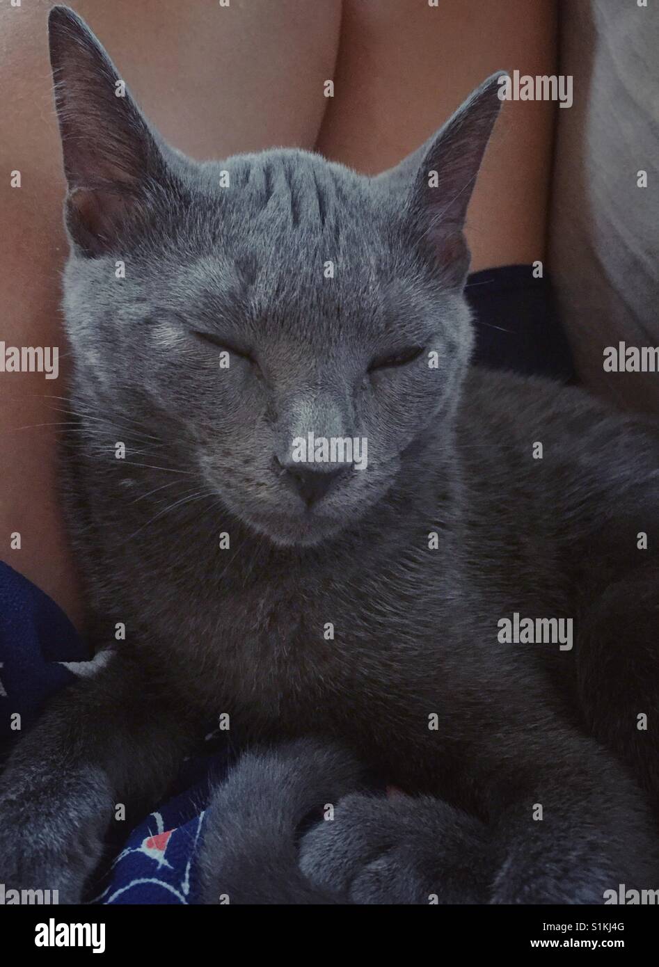 Verschlafene graues Kätzchen auf Schoß Stockfoto