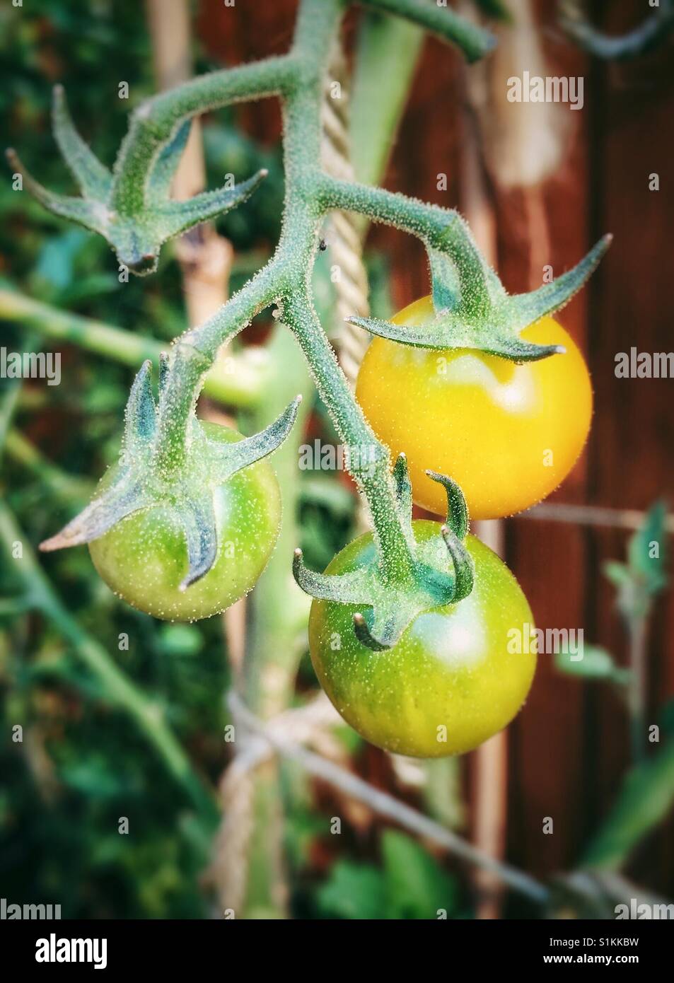 Frische einheimische Kirschtomaten auf ihre Reben Reifen. - Smartphone-aufgenommenes Stockfoto