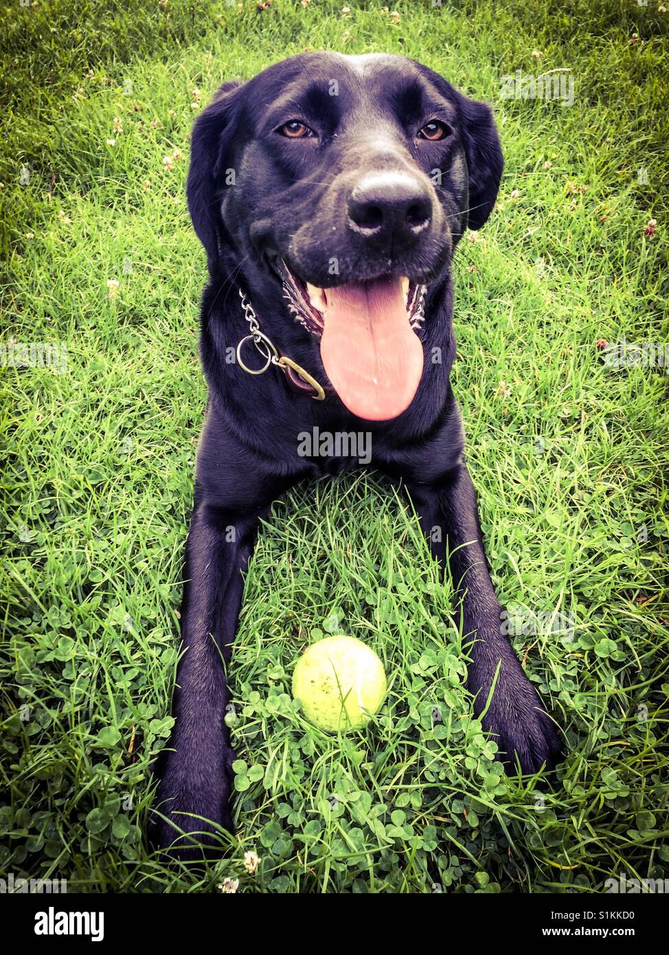 Schwarze Labrador und ihr ball Stockfoto