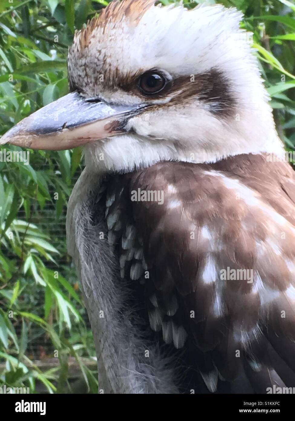 Kookaburra Stockfoto