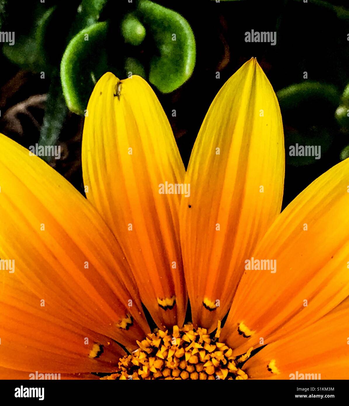 Gazanien gelbe Blume Stockfoto