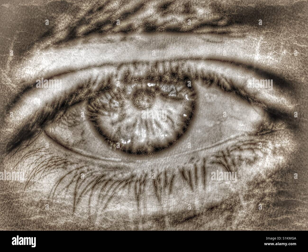 Menschliches Auge, Nahaufnahme Stockfoto