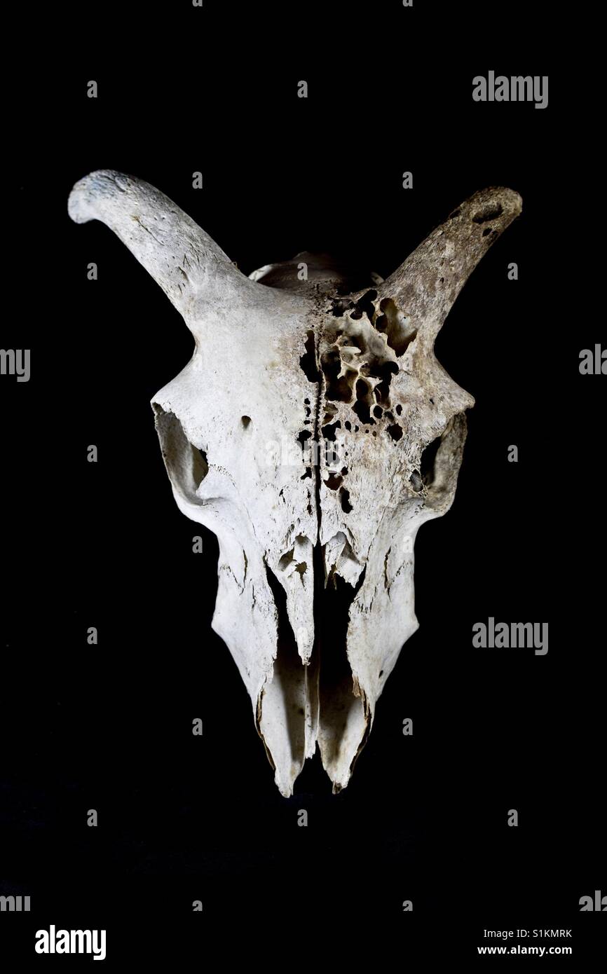 RAM-Schaf-Schädel auf schwarzem Hintergrund Stockfoto