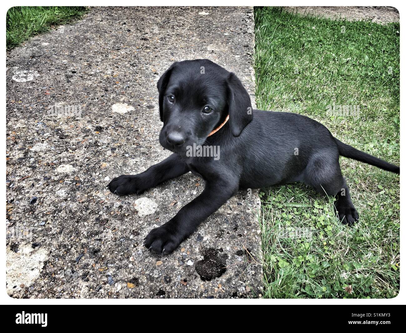 Acht Wochen alte schwarze Labrador Welpen. Stockfoto