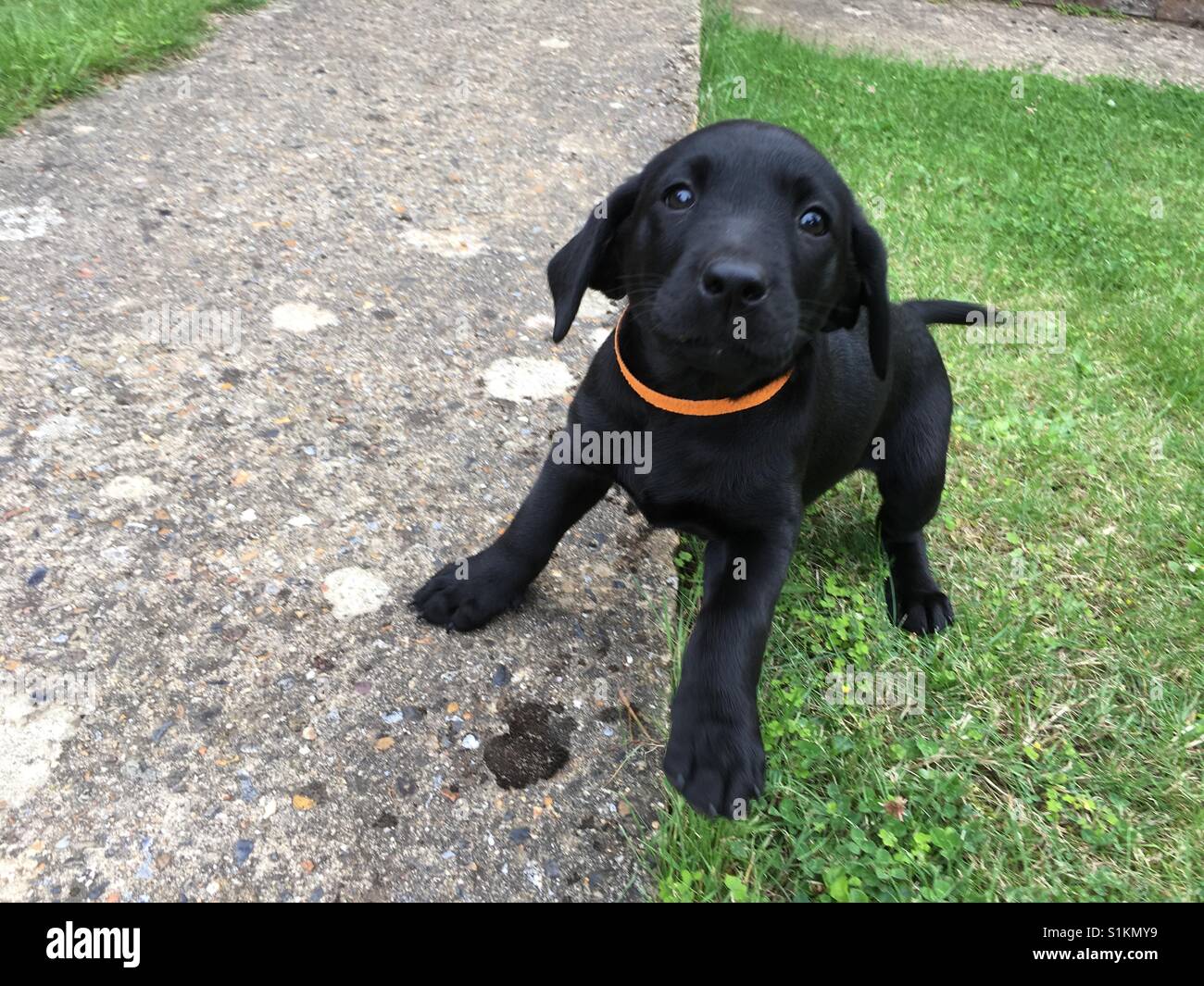 Schwarze Labrador Welpen Stockfoto