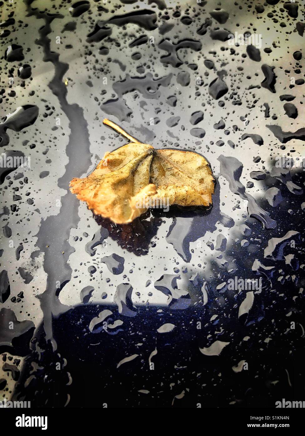 Gefallen lassen auf der Motorhaube eines dunklen blauen Autos im Regen - Smartphone-aufgenommenes Stockfoto