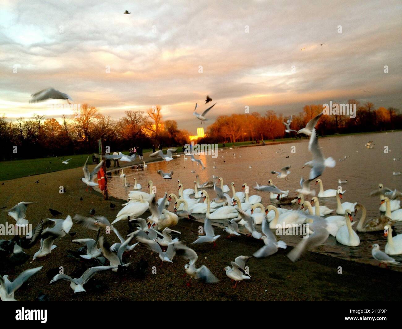 Schwäne und Möwe See in London. Stockfoto