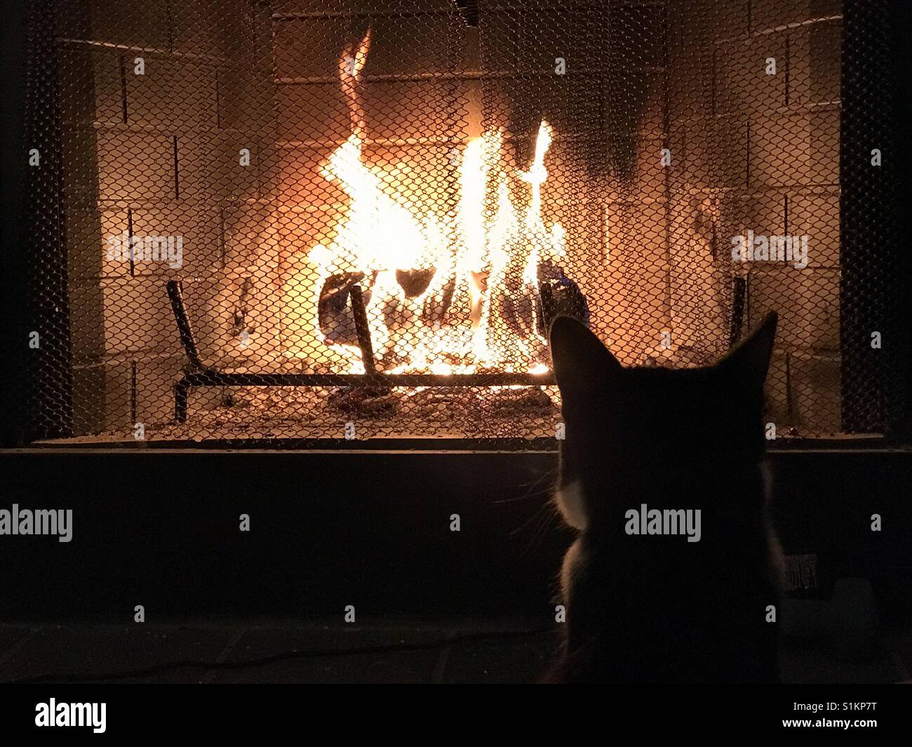 Katze Vor Kamin Stockfotografie Alamy