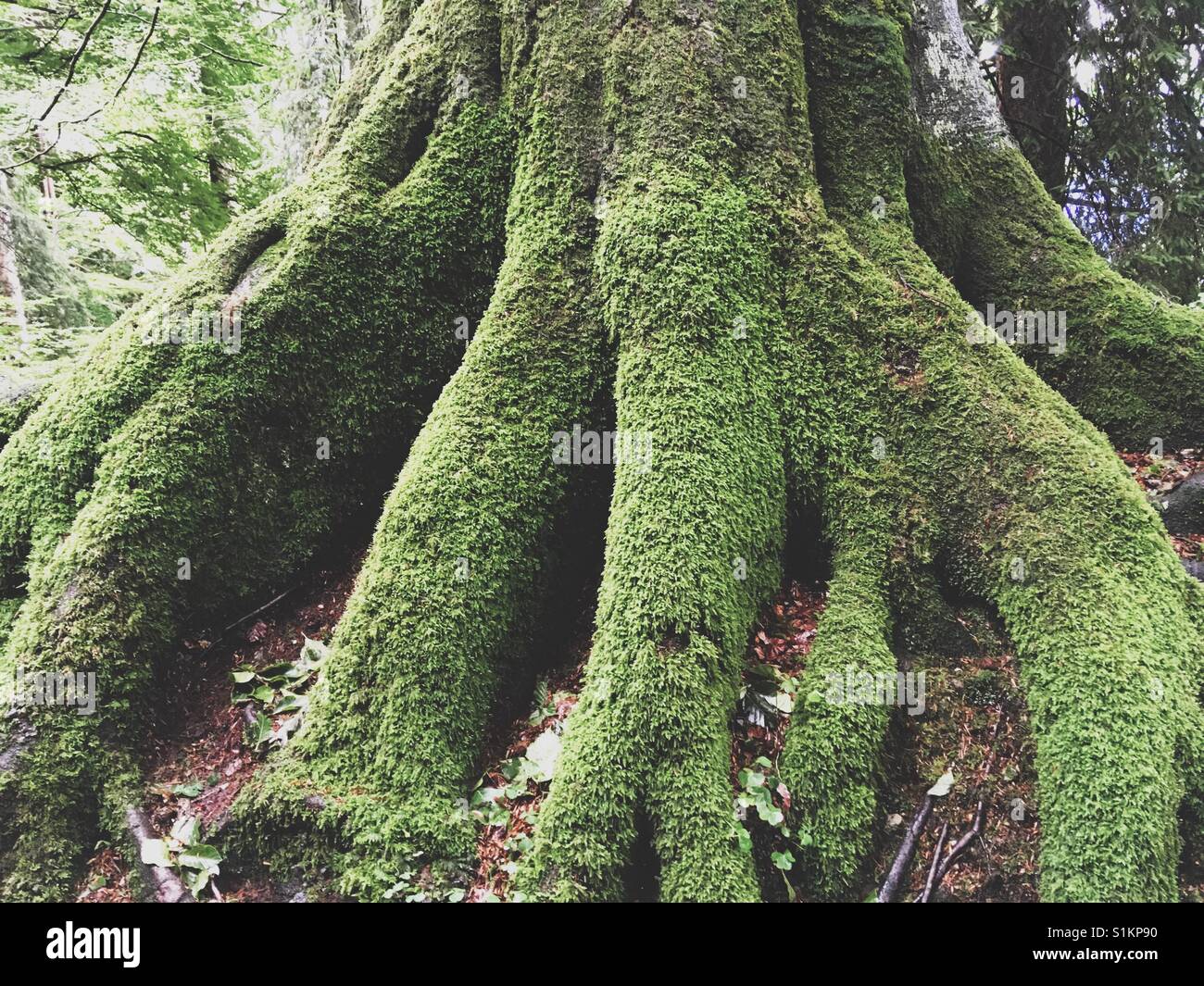Baumstamm mit starken Wurzeln am Boden befestigt Stockfoto