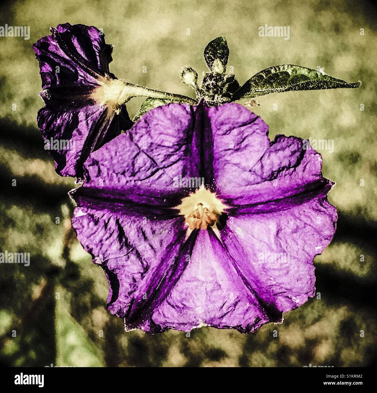 Bläulich lila Blümchen sah aus wie eine Tänzerin im Inneren Stockfoto