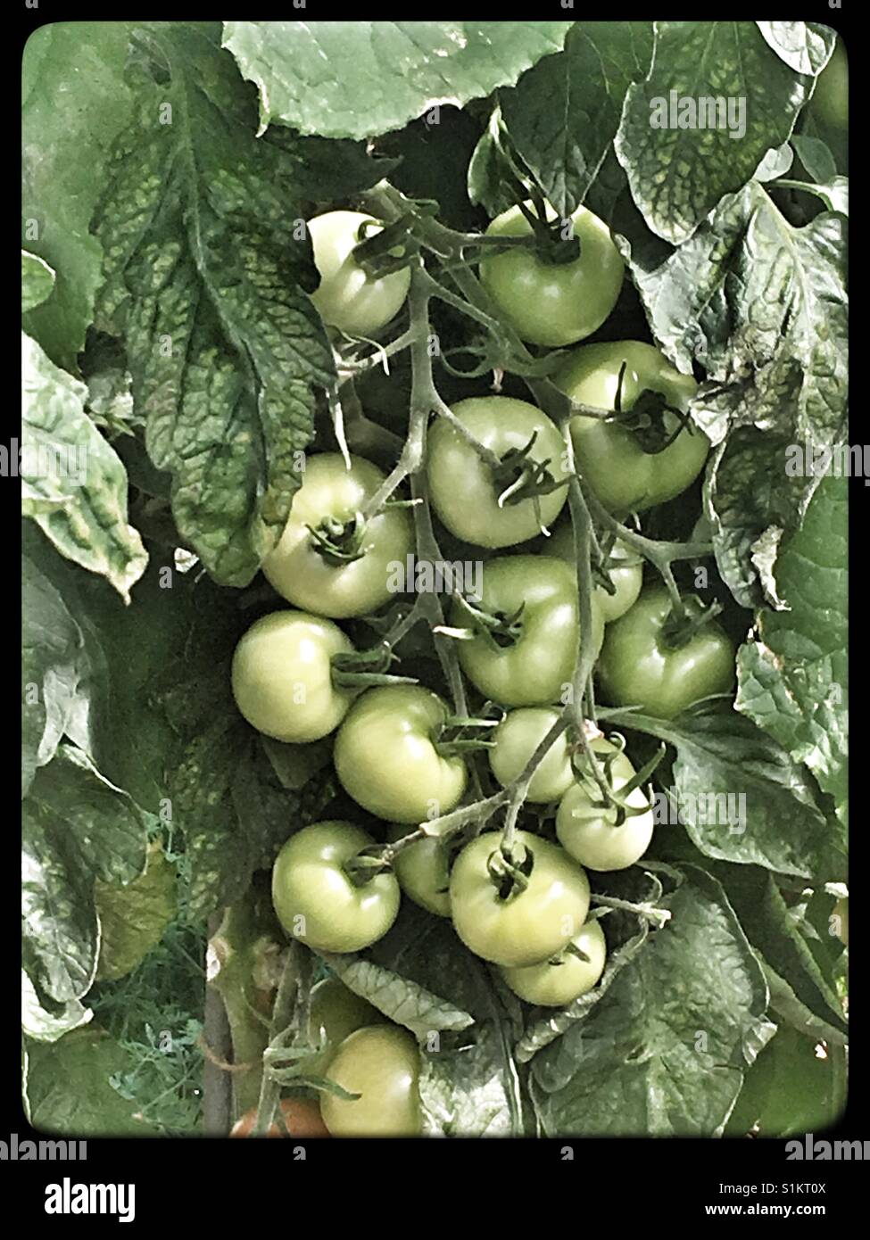 Grüne Tomaten am Rebstock. Stockfoto