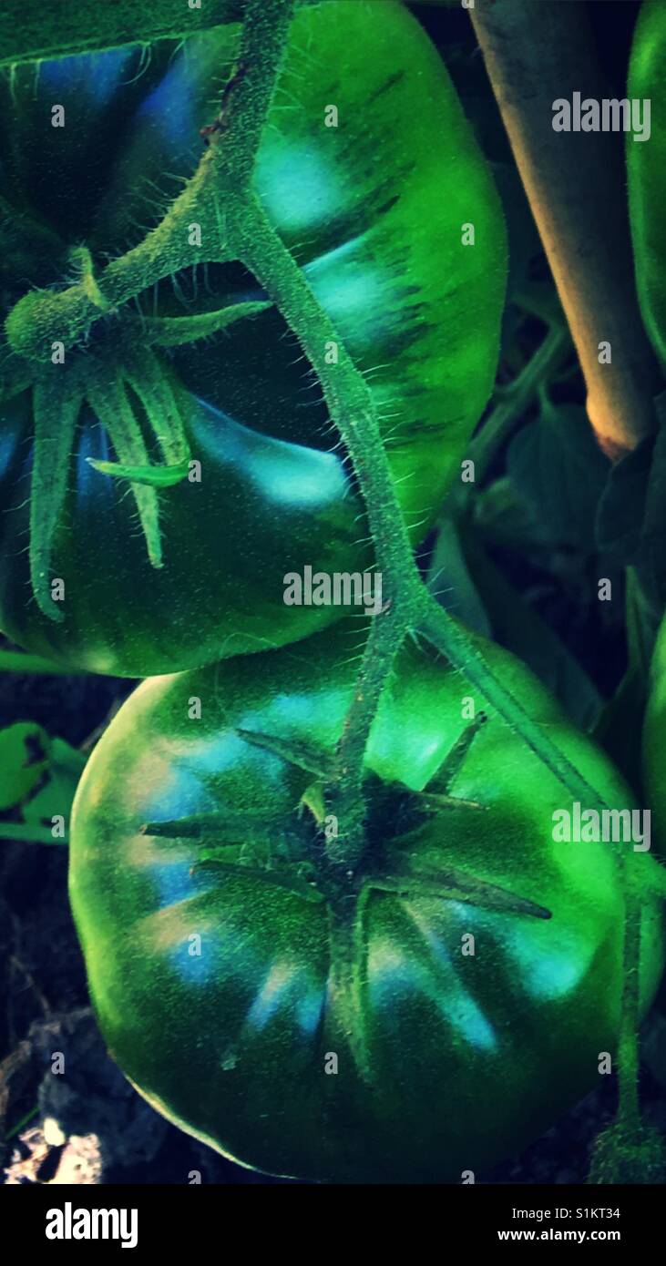 Einheimische Gemüse - Smartphone-aufgenommenes Stockfoto