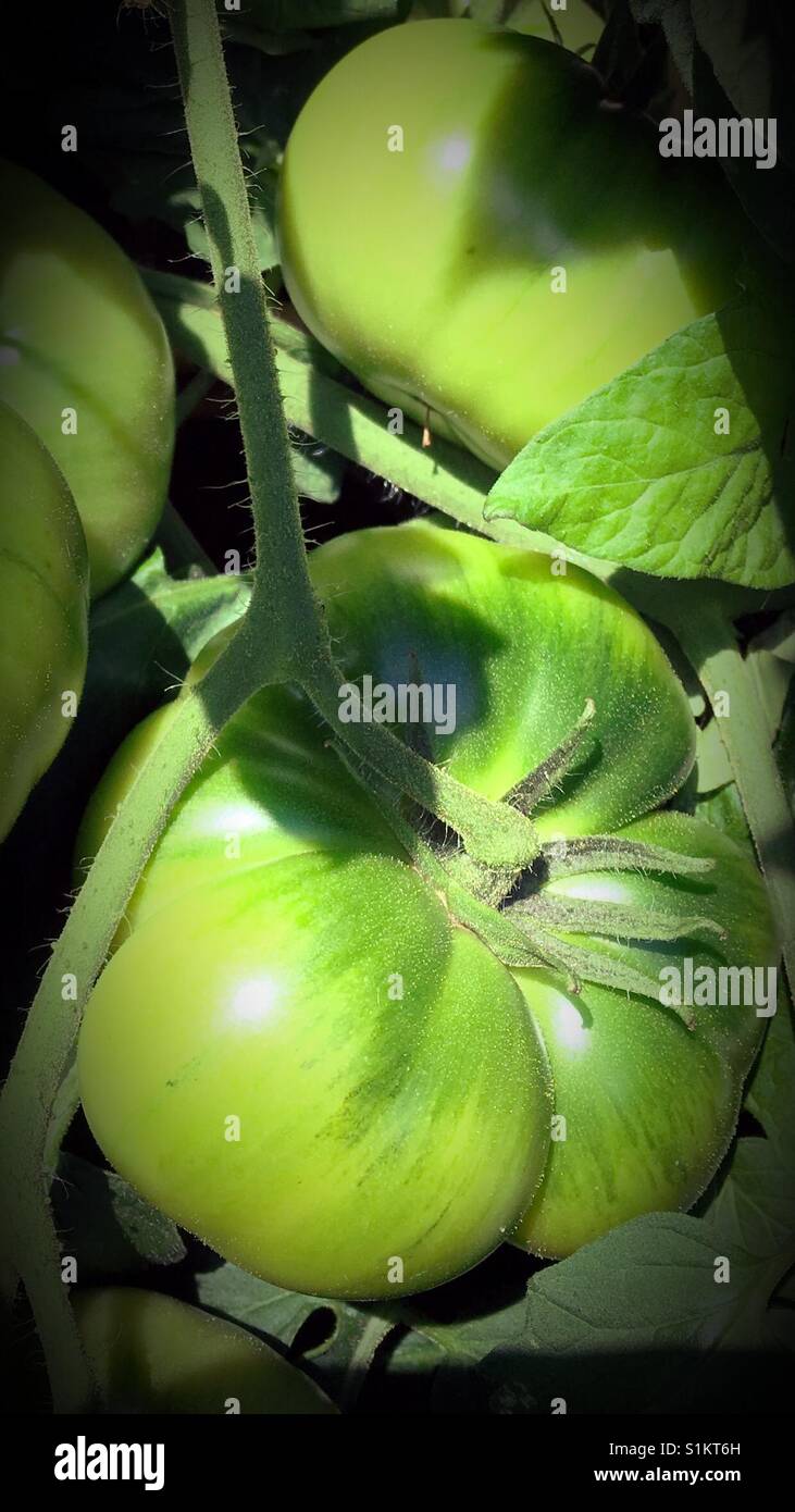 Einheimische Produkte - Smartphone-aufgenommenes Stockfoto