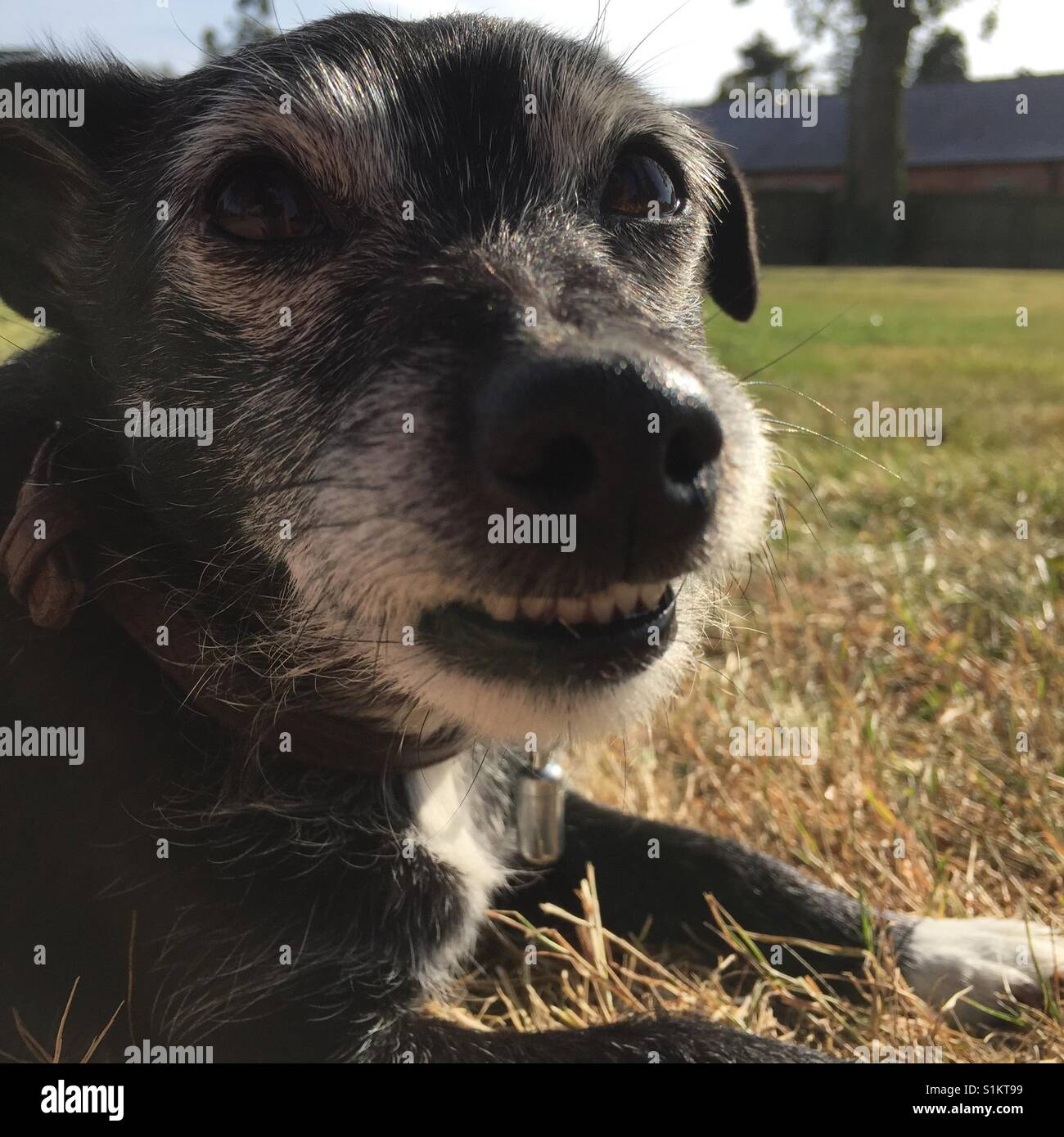 Grinsende glücklicher Hund Stockfoto