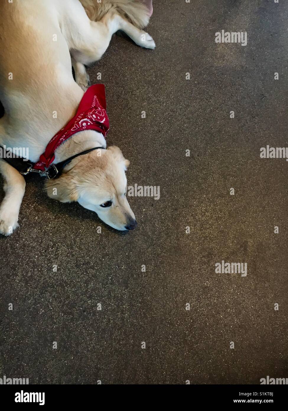 Hund entspannen - Smartphone-aufgenommenes Stockfoto