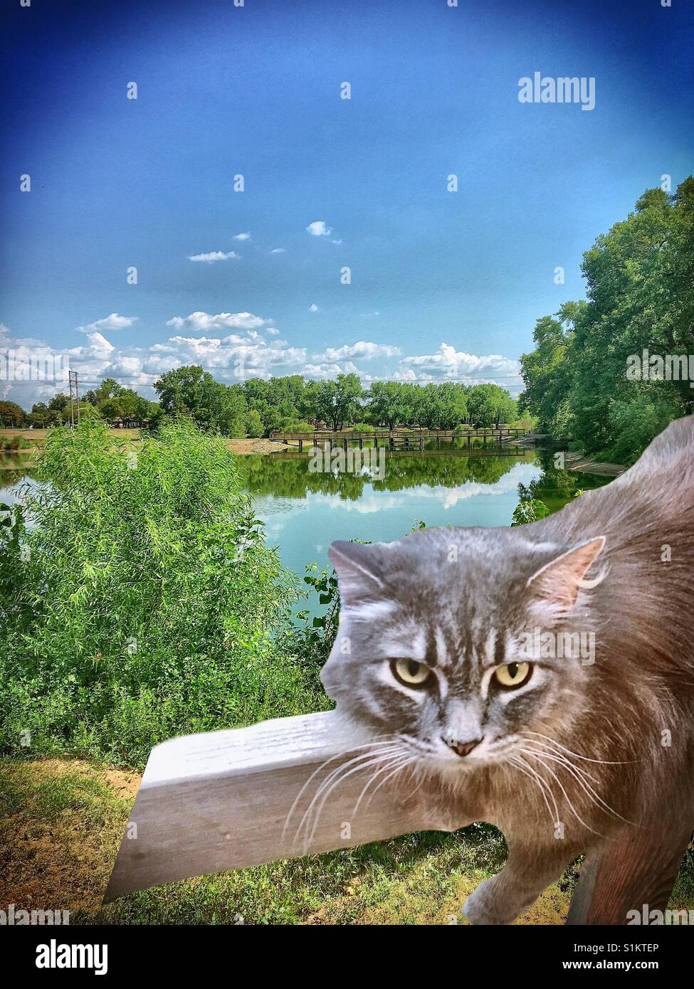 Graues Kätzchen auf einer Schiene vor einem See entspannen Stockfoto