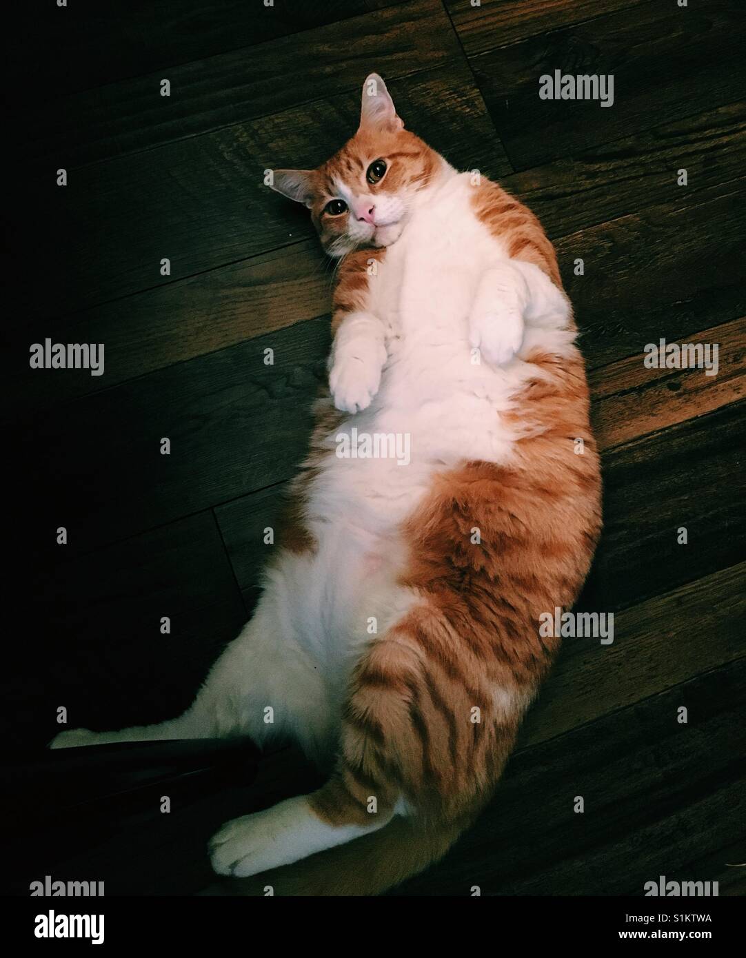 Orange Katze Stockfoto