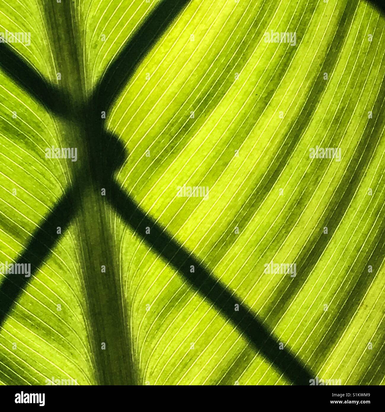 Schatten der Kette Link Zaun Closeup auf große tropische Pflanze Blatt Stockfoto