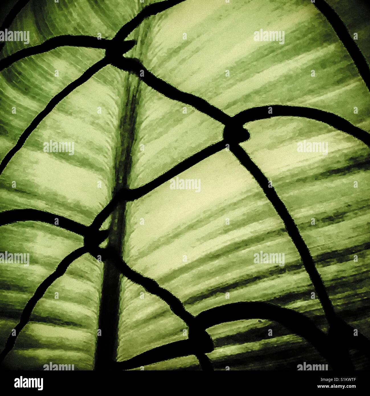 Kette Link Zaun Schatten auf tropischen grünen Wedel Stockfoto