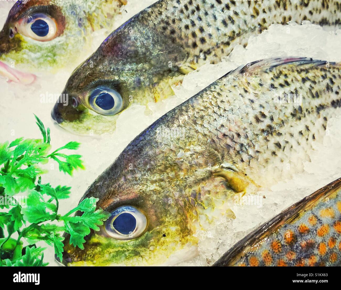 Fisch zum Verkauf auf Eis mit viel Grün - Smartphone-aufgenommenes Stockfoto