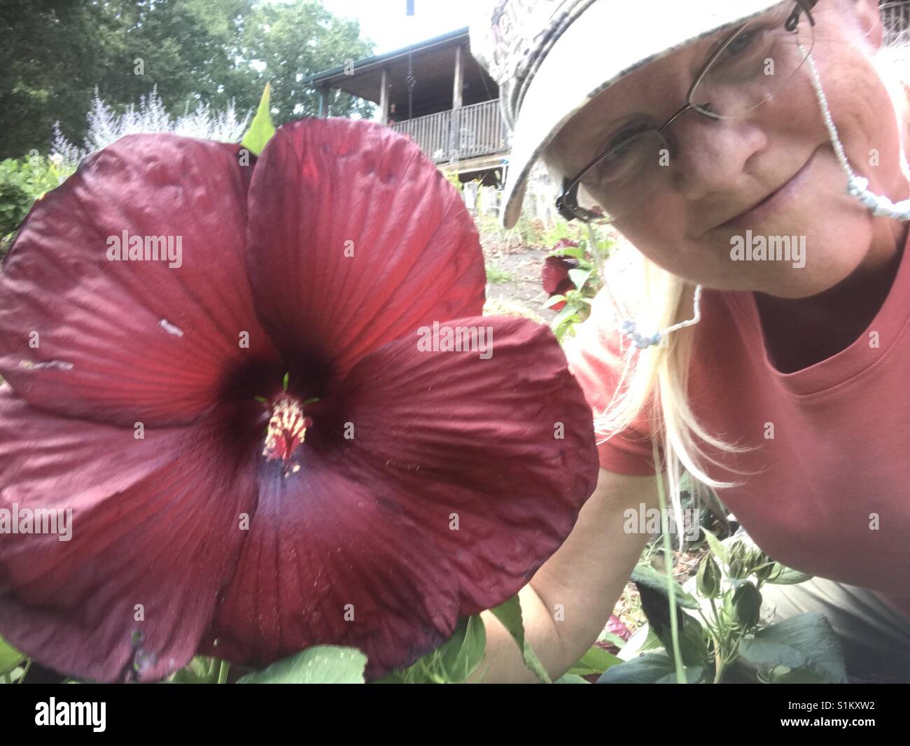 Burgund Hibiskus und Sherree Stockfoto