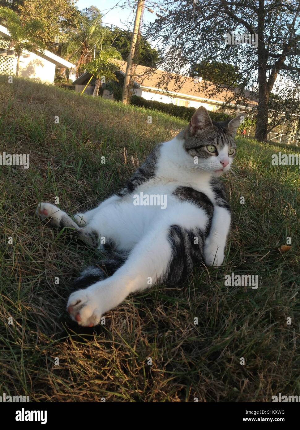 Katze mit bauch zeigt -Fotos und -Bildmaterial in hoher Auflösung – Alamy