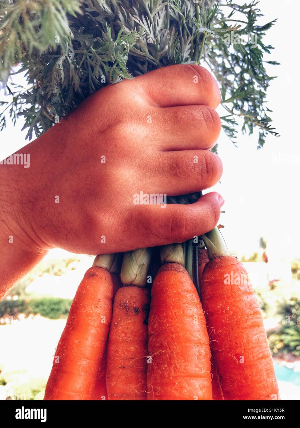 Hält eine Reihe von frisch gegrabene Karotten Stockfoto