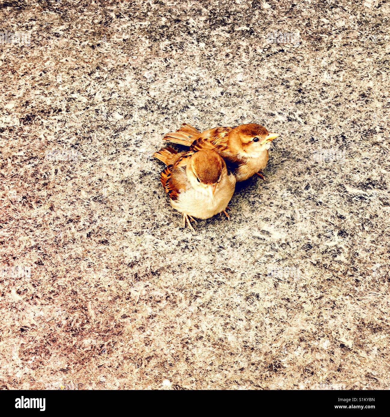 Paar englischen Spatzen huddle zusammen auf einem Bürgersteig, New York City, New York City, USA Stockfoto