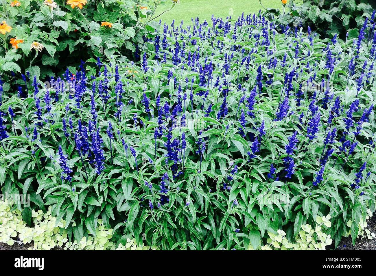 Blume lila Veronica Pflanzen Stockfotografie - Alamy