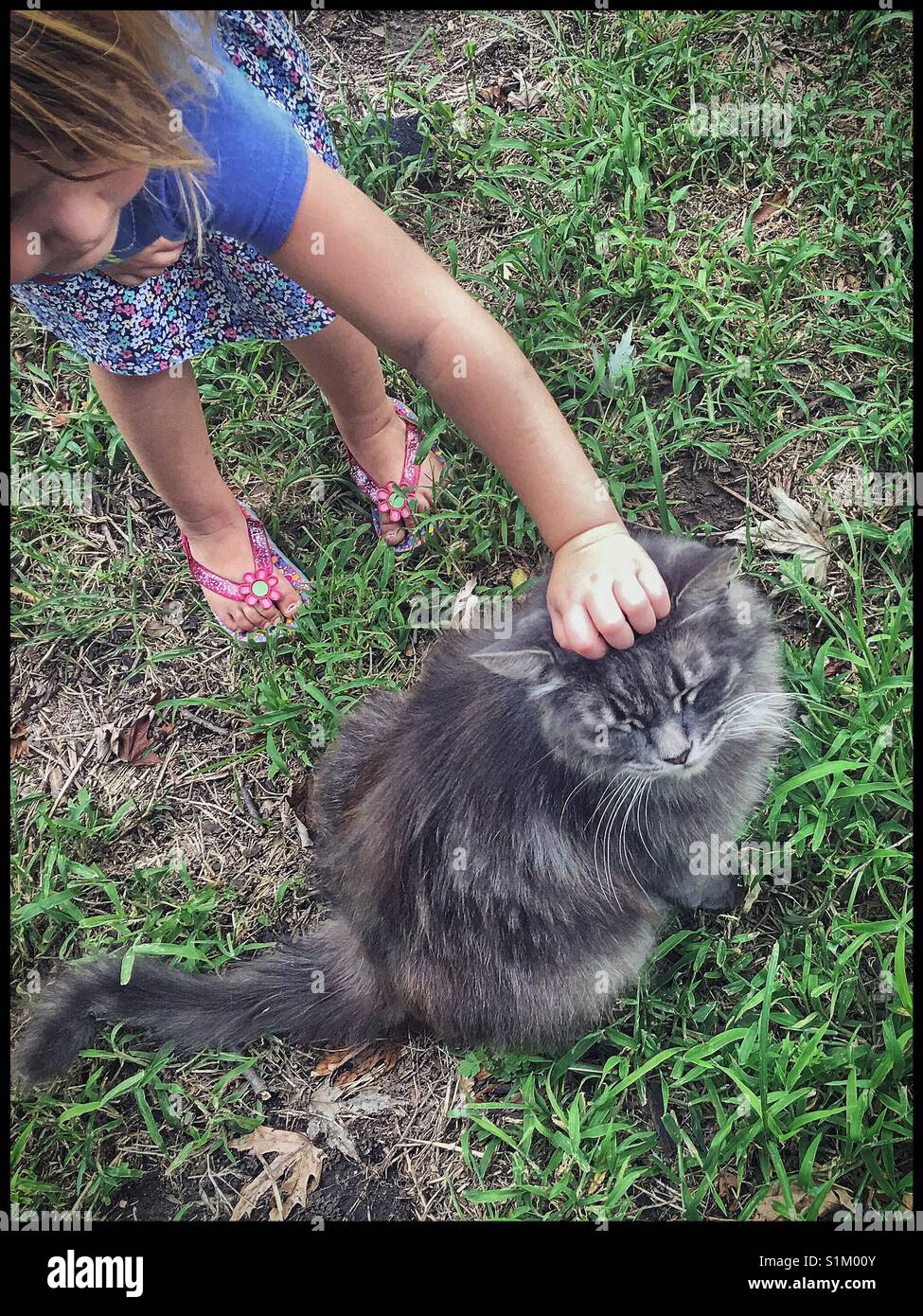 Kleines Mädchen petting Kitty Cat Stockfoto