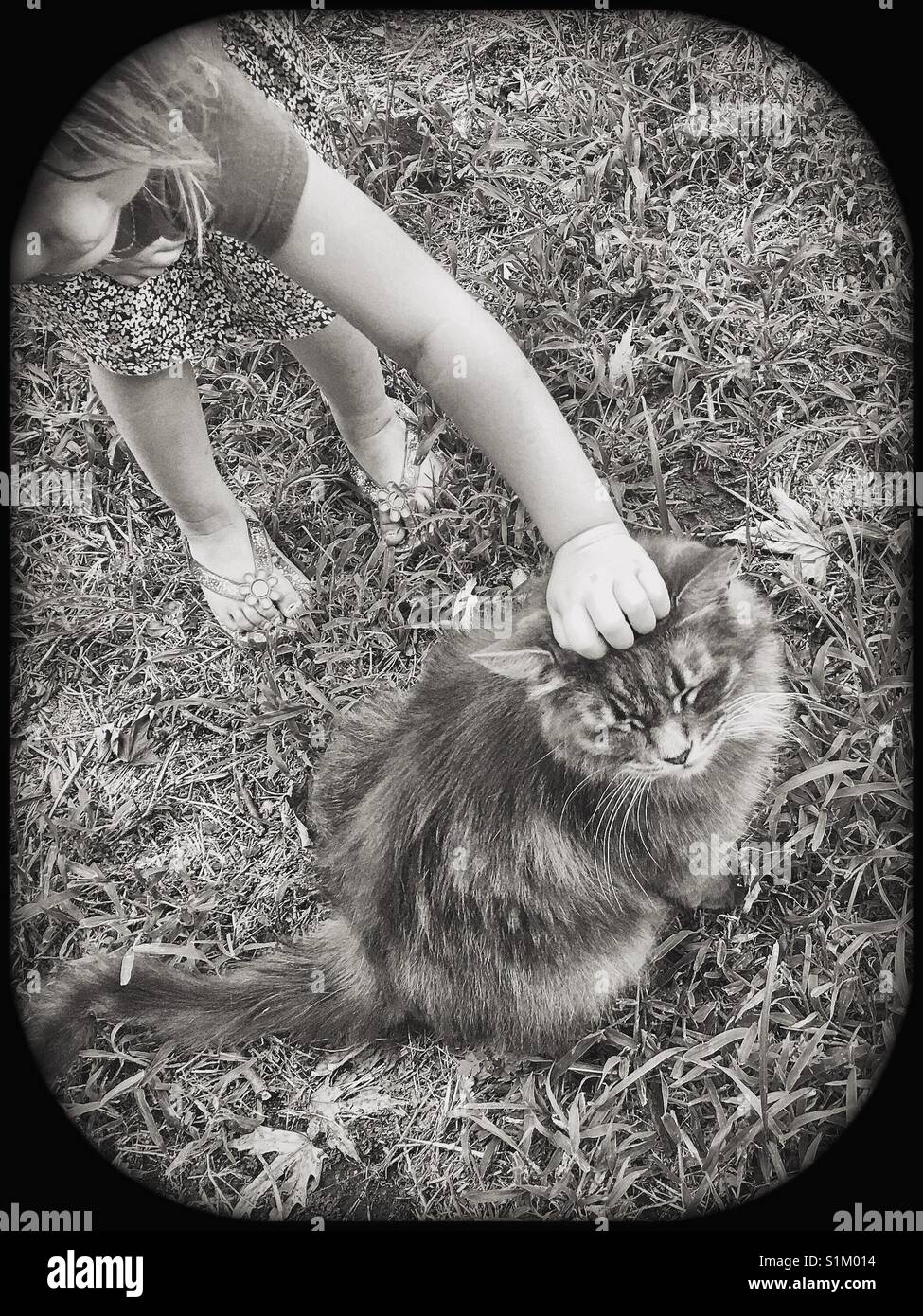 Schwarz-weiß Foto von Kitty Cat genießen die Aufmerksamkeit eines kleinen Mädchens ihr Petting Stockfoto