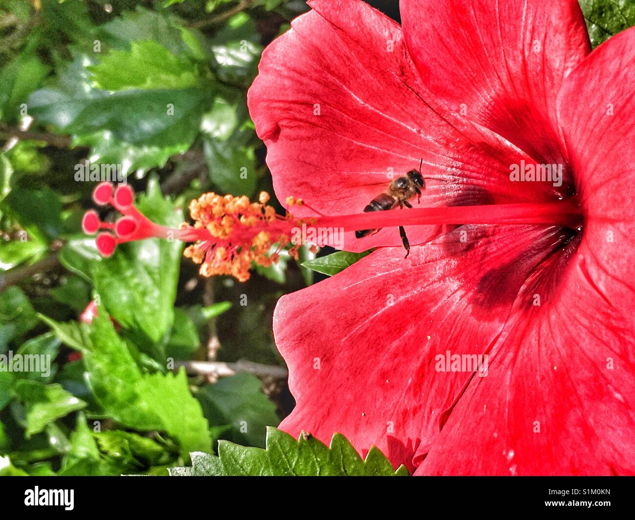 Hibiskus Blume und Bestäuber - Smartphone-aufgenommenes Stockfoto