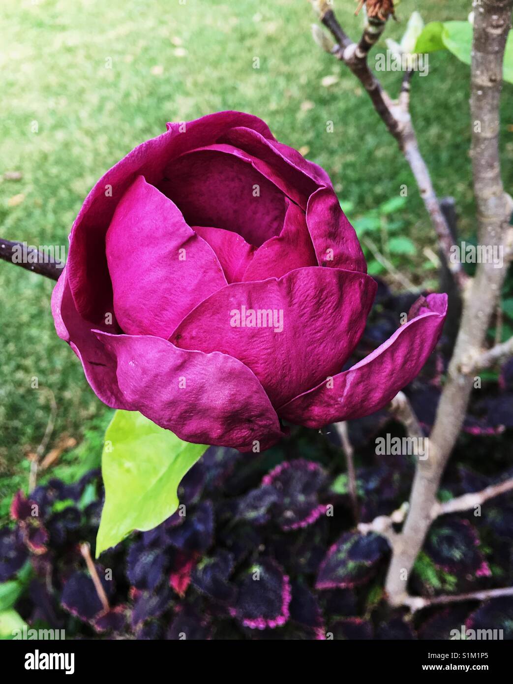 Black Tulip Magnolia Stockfoto