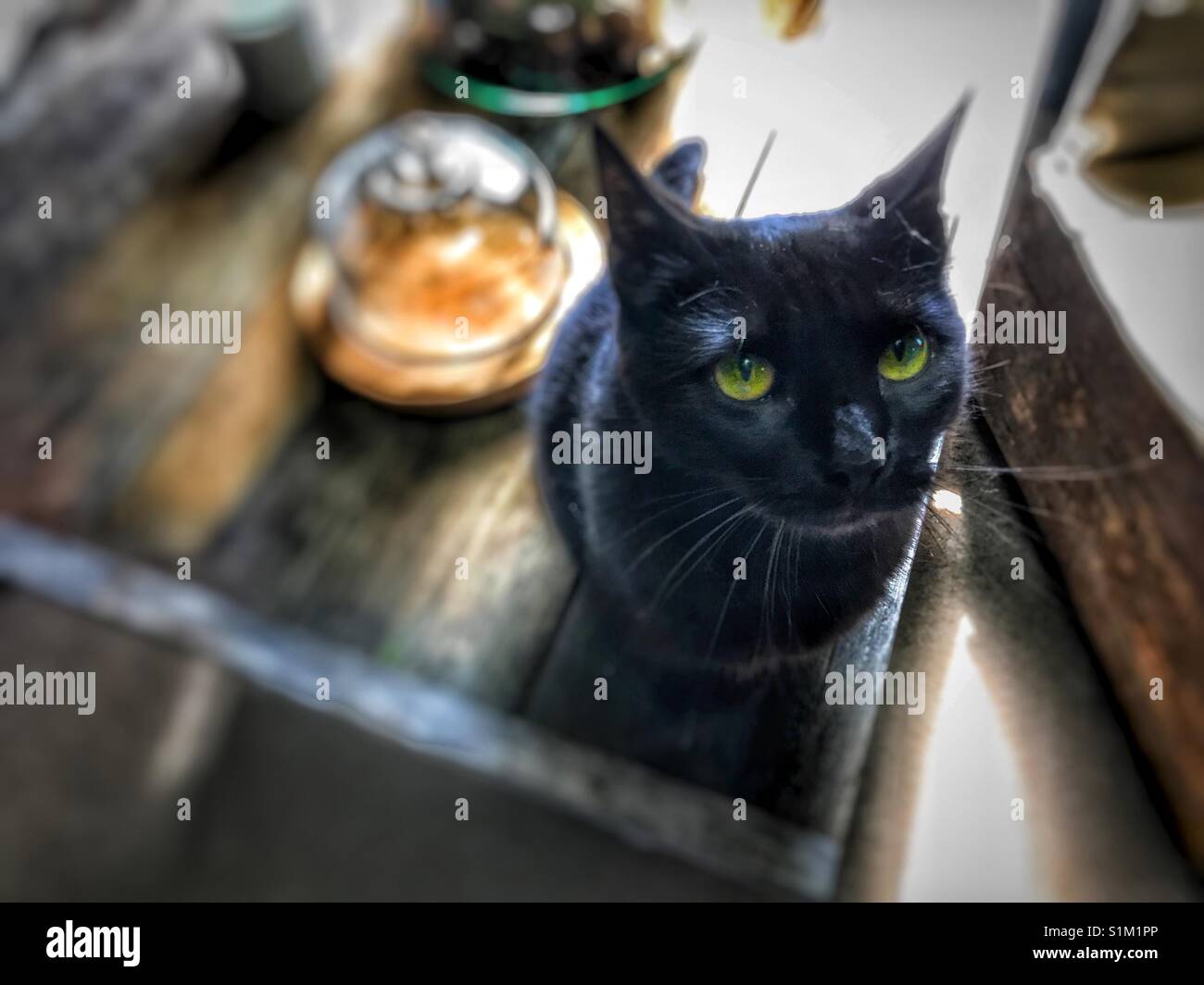 Schwarze Katze mit ausdrucksvollen Augen sitzen am Tisch Stockfoto