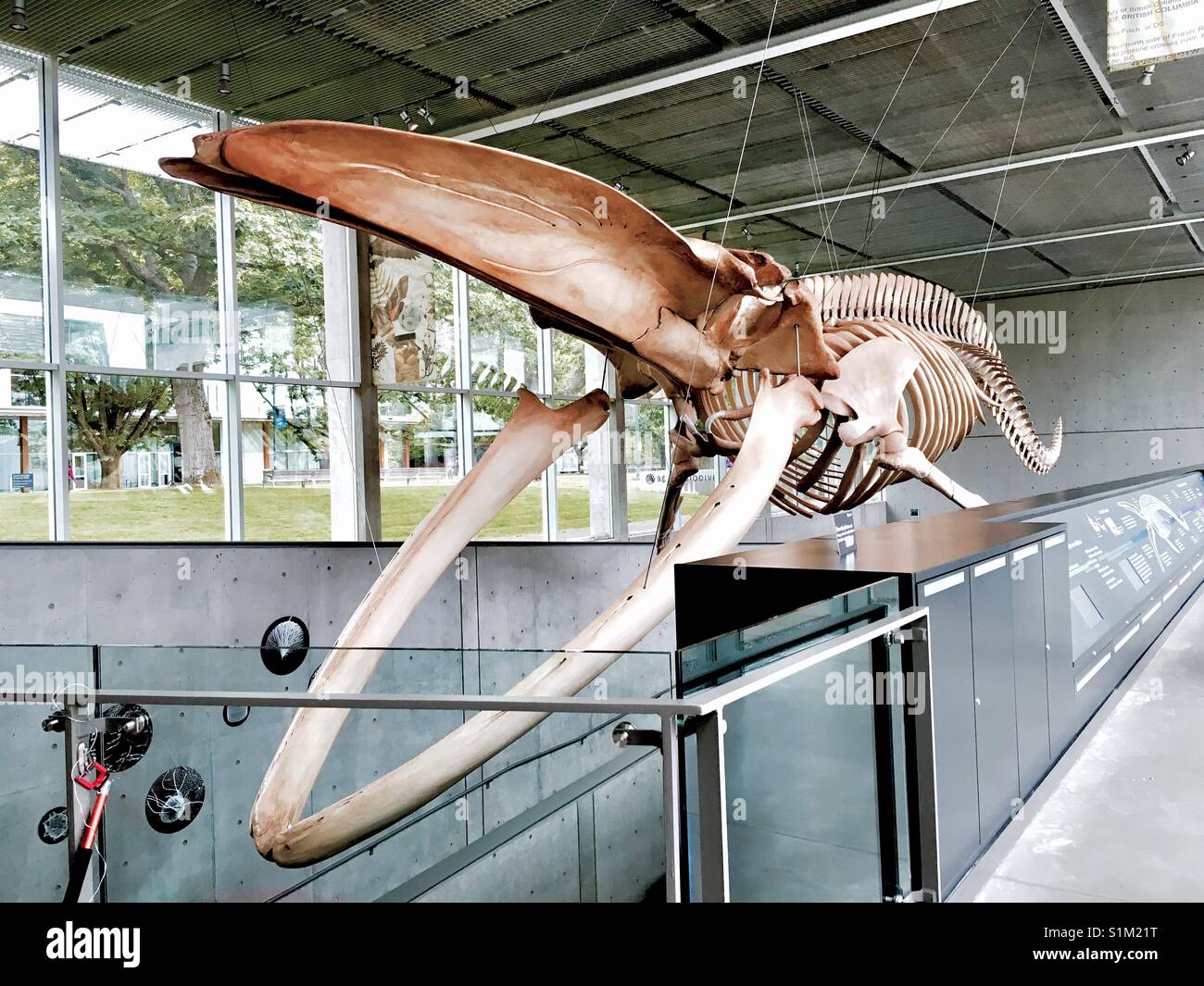 B L U E Wal Skelett | Beaty Biodiversität Museum Stockfoto