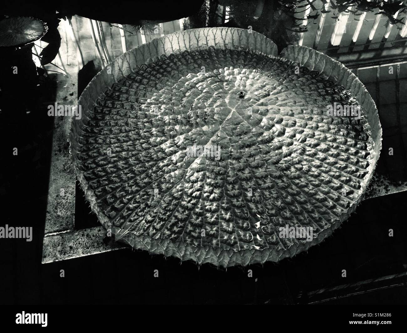 Giant water lily Pad auf dem Wasser schwimmend Stockfoto