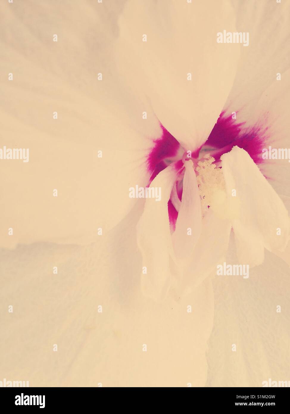 Nahaufnahme der weißen Hibiskus mit Fuschia center - Smartphone-aufgenommenes Stockfoto