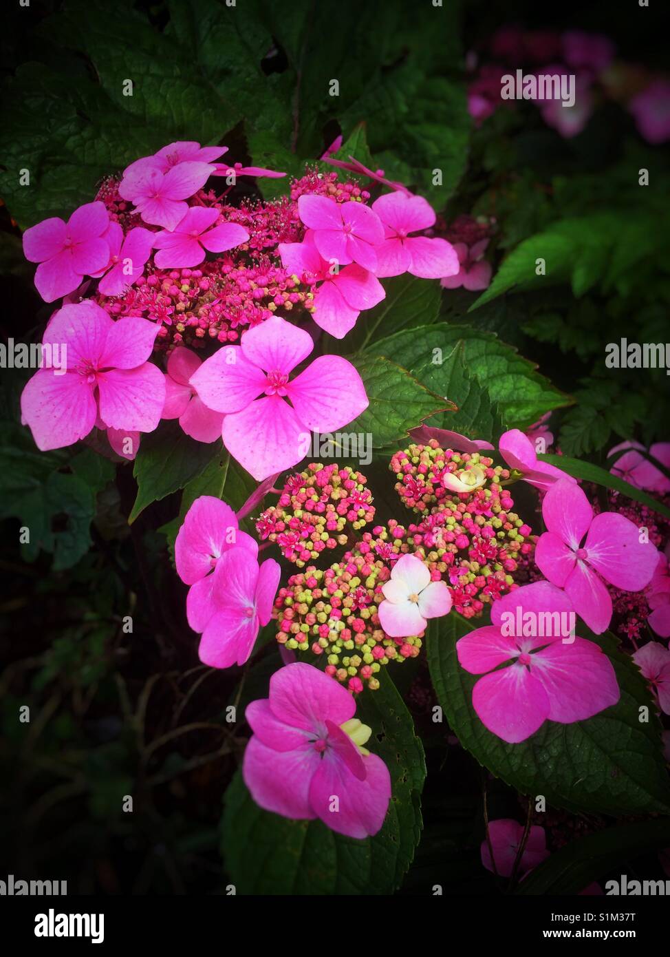Rosa Hortensie blüht England Großbritannien Großbritannien Großbritannien Großbritannien Großbritannien Großbritannien Großbritannien - Smartphone-aufgenommenes Stockfoto