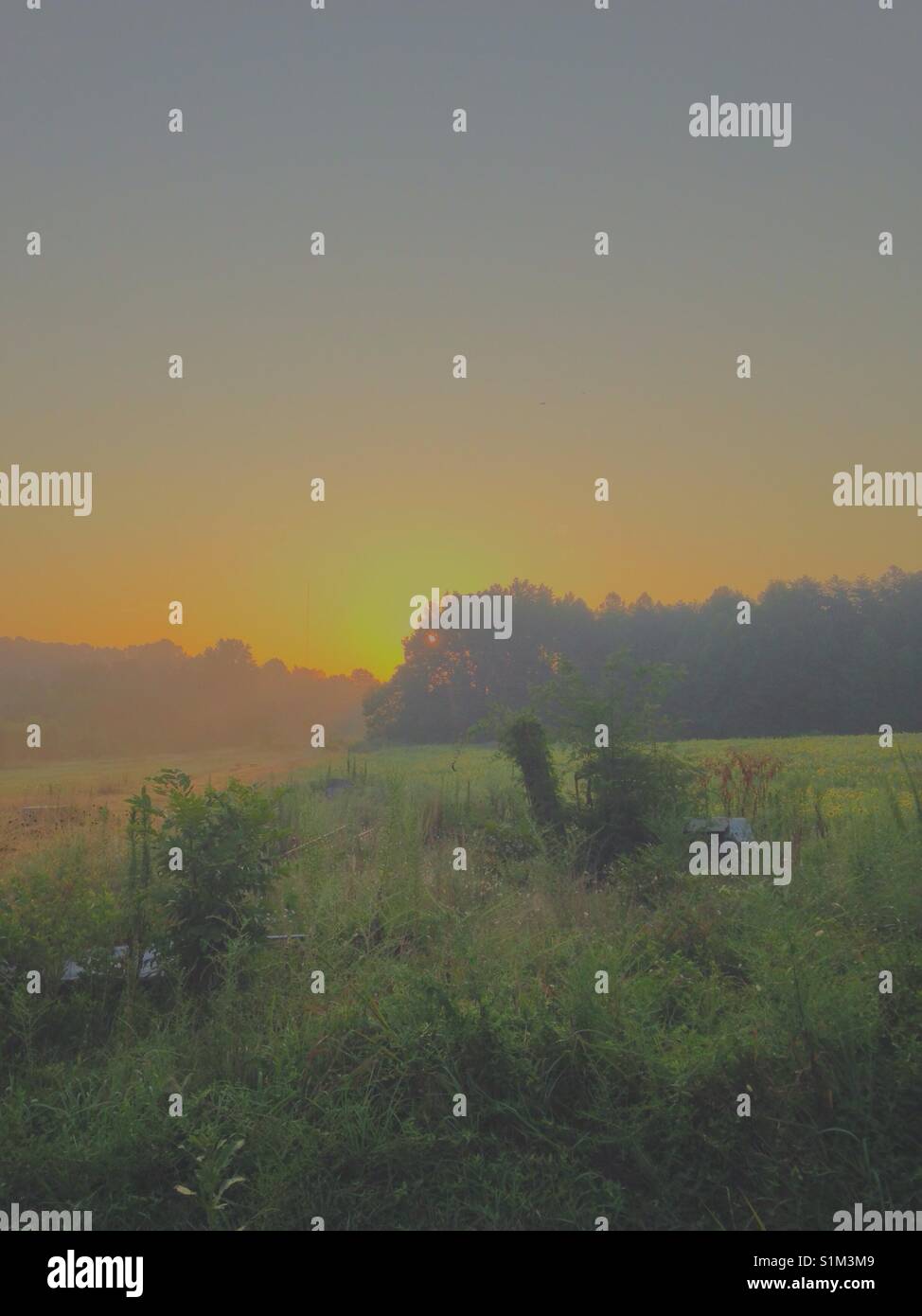 Misty Sonnenaufgang über Bauernhof Feld in North Carolina - Smartphone-aufgenommenes Stockfoto